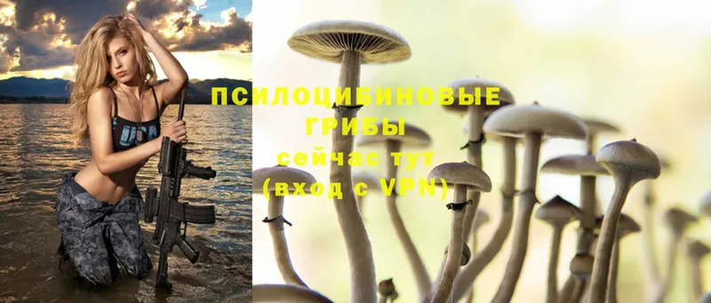 Галлюциногенные грибы Psilocybine cubensis  Сосновка 